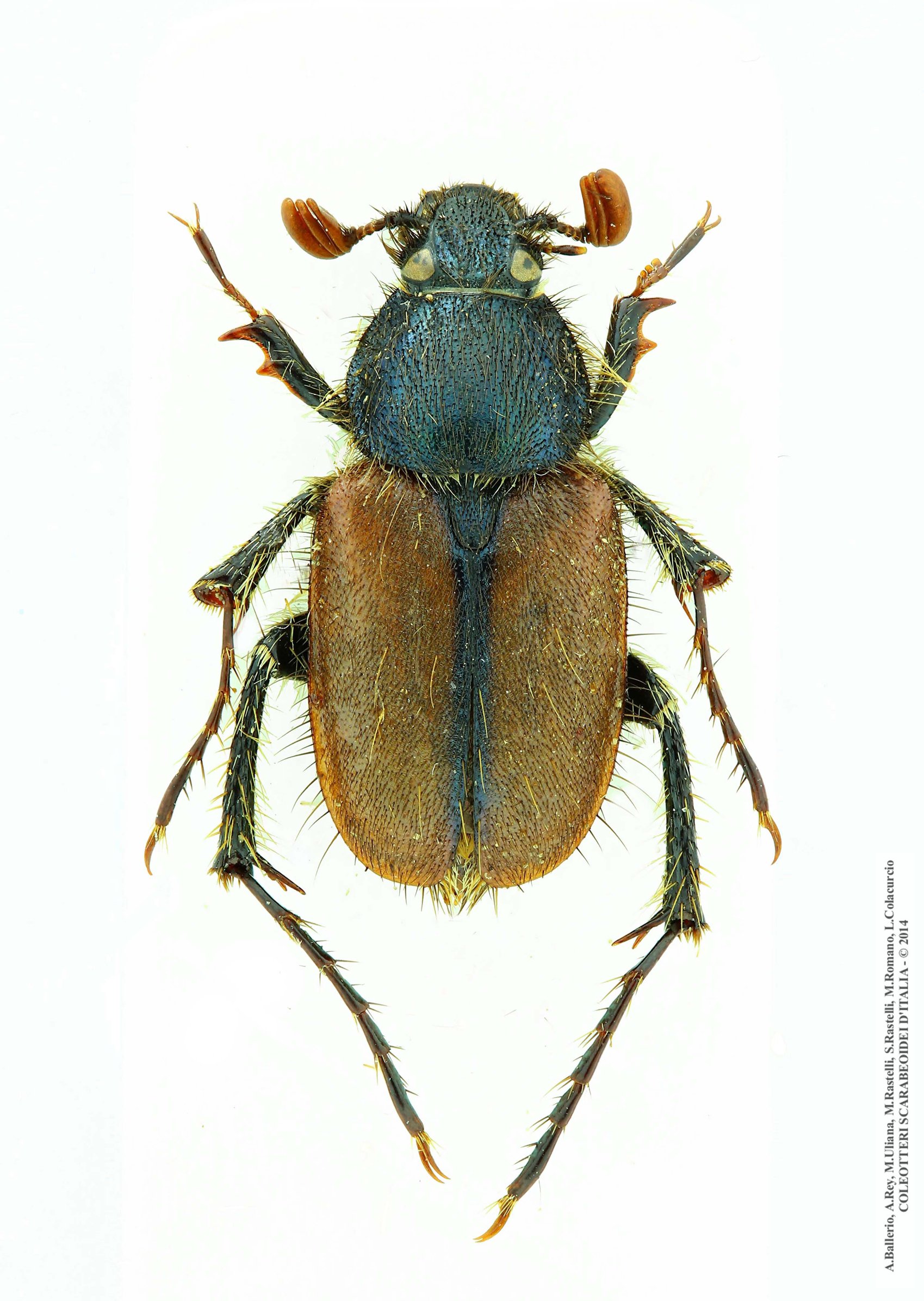 Amphicoma abdominalis abdominalis, maschio